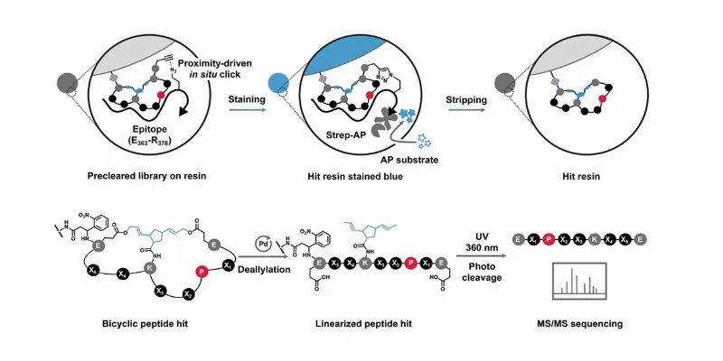 Transforming Cancer Therapy by Taming the Chaotic MYC Protein Fueling 75% of Cases