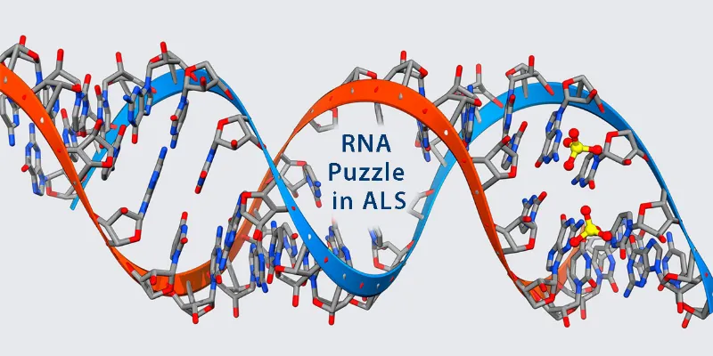 Unraveling the RNA Puzzle in ALS: A Paradigm Shift in Neurodegenerative Research