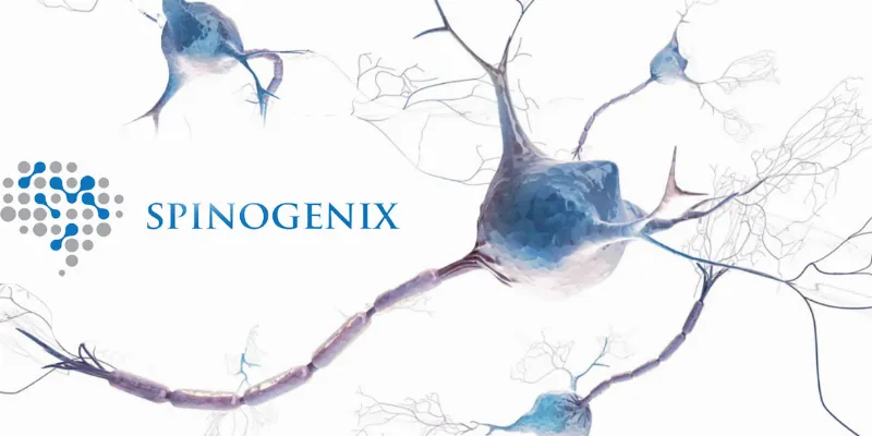 Spinogenix's Daily Pill SPG302 Receives FDA IND Nod for ALS Treatment
