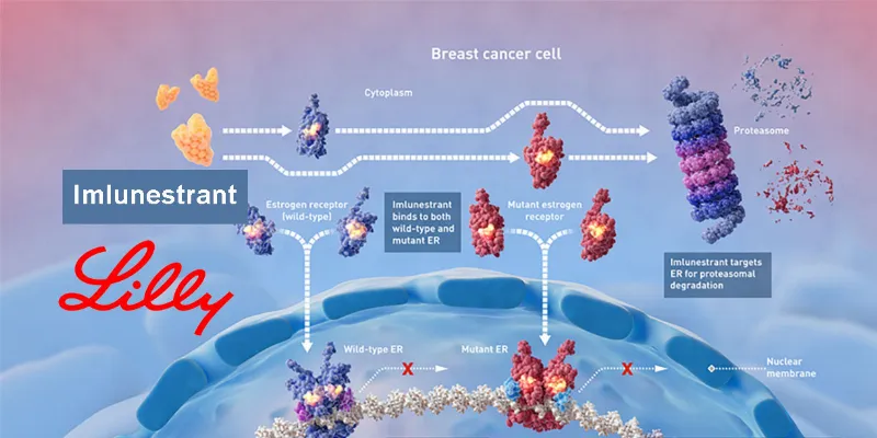 New Oral SERD Imlunestrant Shows Promising Results Alone and with Verzenio in ER+, HER2- Breast Cancer