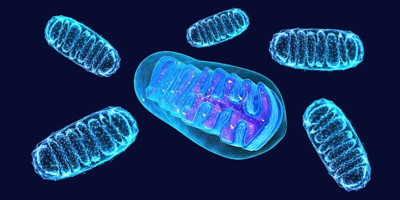 Supercharging Chemotherapy with a Mitochondrial Strategy for Lung Cancer Treatment