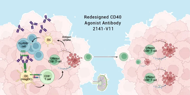 Redesigned CD40 Antibody Triggers Systemic Tumor Regression and Complete Remission