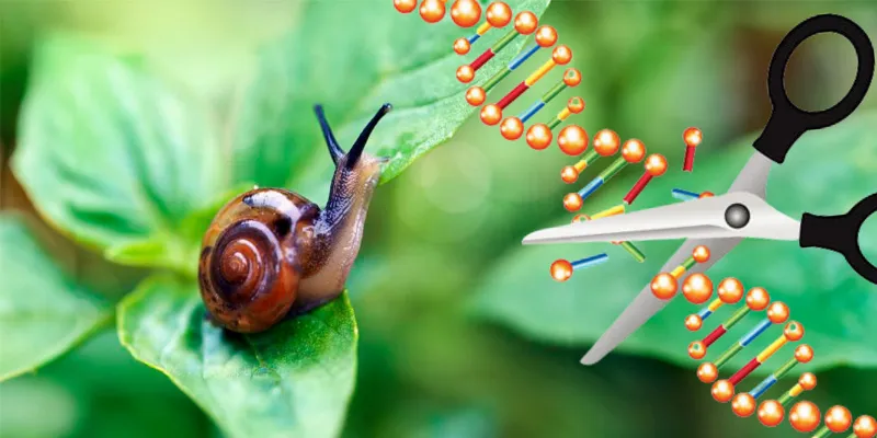 MIT Researchers Discover Programmable DNA-Cutters in Snails